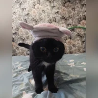 Честар