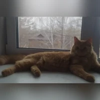 Рыжий, домашняя