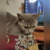Плюша, метис шотландца