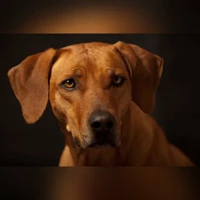 Molly, Castanha