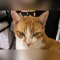 Shuba, Gato de Raça Indefinida, amarelo e branco