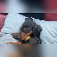MAX, Baixote ( Teckel ), PRETO AFOGUEADO
