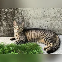 Sunny, gestromt