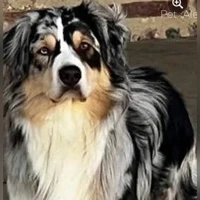Tommy, Berger Australien