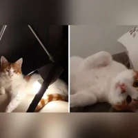 Roubyo, Européen, blanc, roux