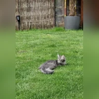 Koa