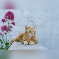Frida, Européen