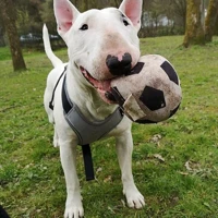 Rocky, weiß mit monokel