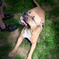 Coco, Bordeaux-Dogge, braun