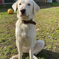 Luna, Spanischer Herdenschutzhund-Mix, weiß
