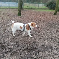 Thibaut, Griechischer Schäferhund (Mix), Braun weiß