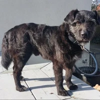 Borzi, Mix, Schwarz