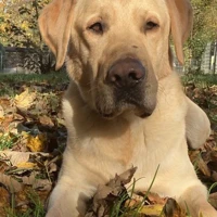 Sam, Labrador-Mix, Blond
