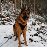 Samy, Deutscher Schäferhund, braunschwarz