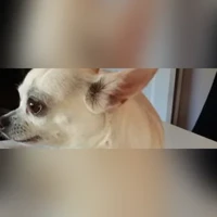 Chihuahua, blanc