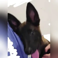 Berger Belge Malinois, noir, marron