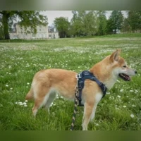 Shiba Inu