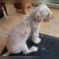 Pupy, Caniche
