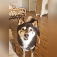 Shiba Inu