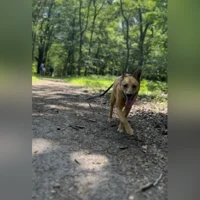 Kimba, Chien croisé