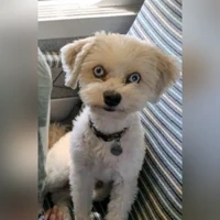 Cooper, Chien croisé