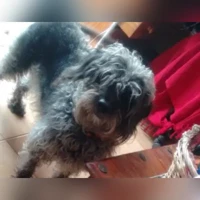 Chien croisé