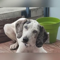 Spyke, Chien croisé