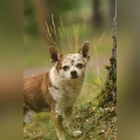 Pepe, Chihuahua, Merle