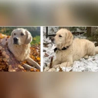 Golden Retriever, Creme