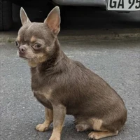 Chiko, Chihuahua, Lilac tan