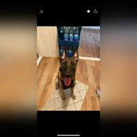 Milow, Malinois, Braun