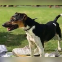 OSKAR, Jack Russell Terrier, keine Angabe
