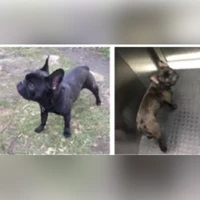 Haily, Französische Bulldogge, Schwarz,leicht brindle