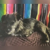 Maggy, Mischling, Schwarz-grau-braun