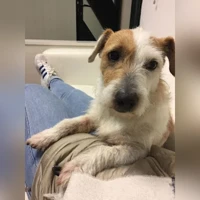 Jack russel a pelo ruvido, Golia