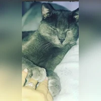 grigio fumo simil certosino