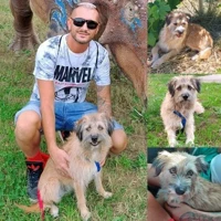 𝗡𝗜𝗡𝗔, Border Terrier, pelo marroncino e occhi nocciola ambrati