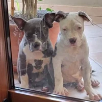 bully, Colore nero chiazzato bianco e bianco chiazzato nero