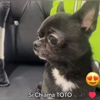 Totò