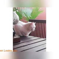Todo blanco