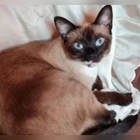 ERIKA, siamesa, mancha blanca debajo de la barbilla y las patitas blancas