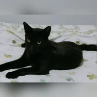 Sombra, Común, Todo negro
