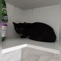 Dora, Gaton bombay, Negro