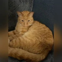 OSCAR, Todo amarillo