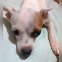 Dayra, Chihuahua cruce