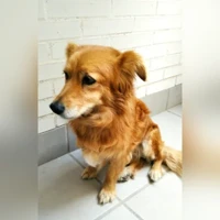 LILI