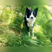Paquita, Border collie, Negro y blanco