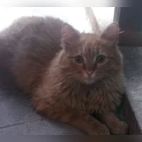 Peluche/Rubito, Naranjas