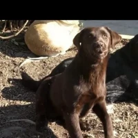 Zina, Chocolat