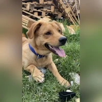 Tomy, Labrador